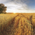 Rural landscape with wheat field on sunset
