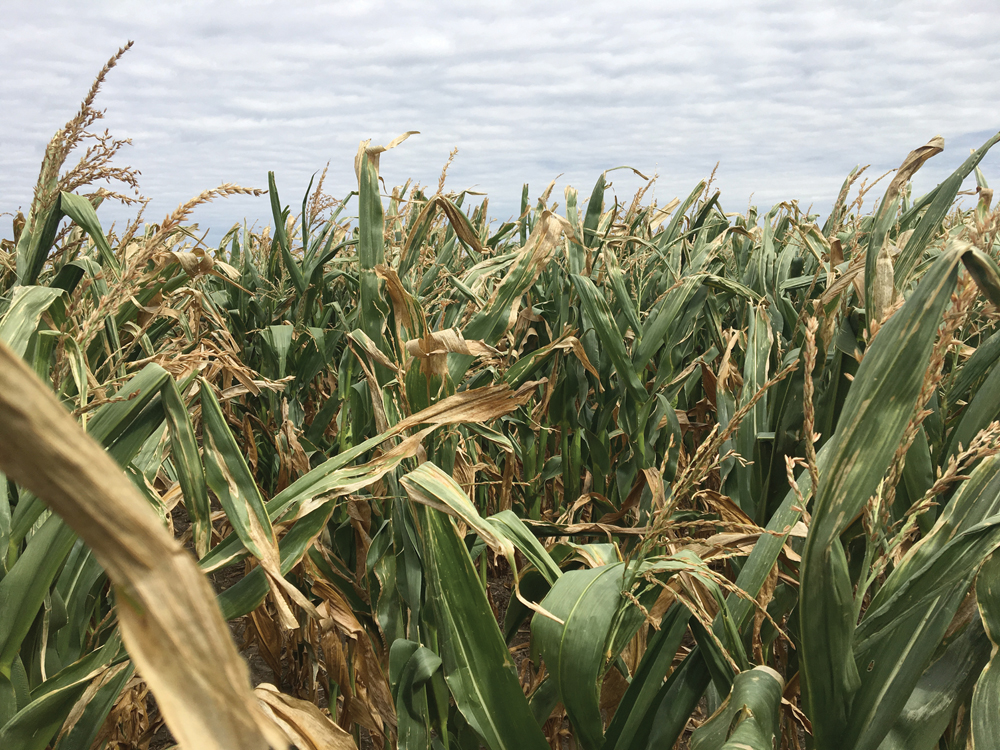 Goss’s Wilt comes to corn on the Prairies Grainews