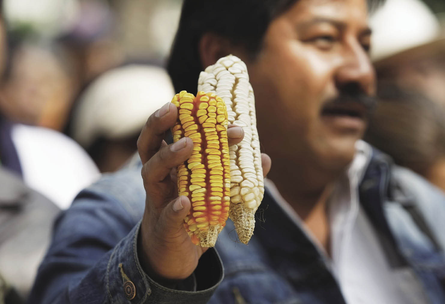 Past and future collide as Mexico fights over GMO corn Manitoba Cooperator