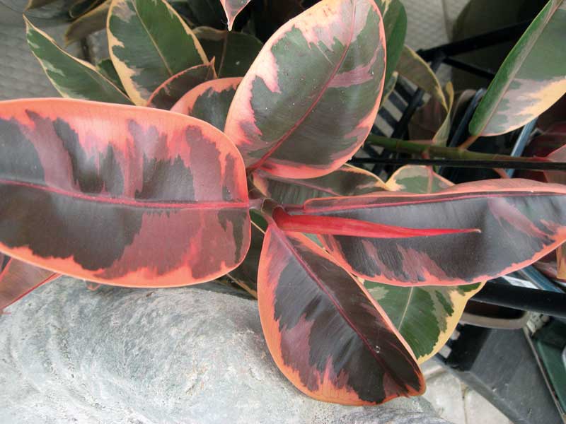Easycare rubber tree Manitoba Cooperator