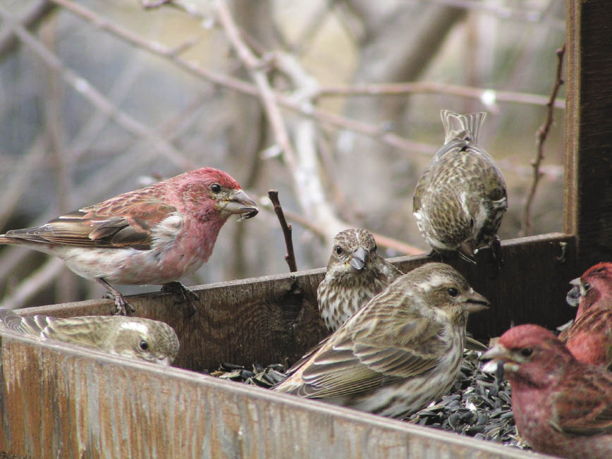 This winter is NOT ‘for the birds’ Manitoba Cooperator