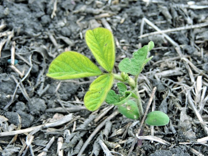 Soybean stages for weed control Manitoba Cooperator