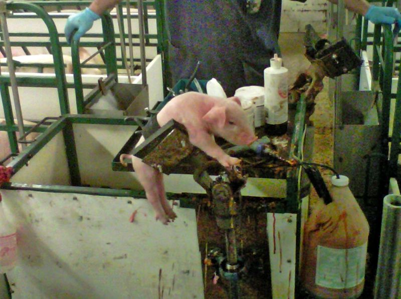 Piglet processing arm takes off Manitoba Cooperator