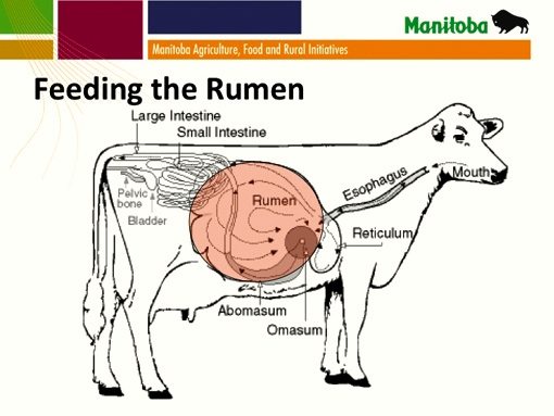 Cattle producers have forage concerns after wet season