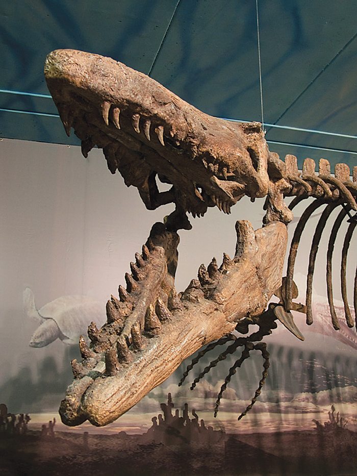 MLA attempts to make Bruce the Mosasaur a Manitoba icon