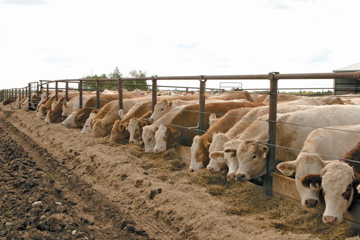 Keeping feed consistent key for cattle rumen health