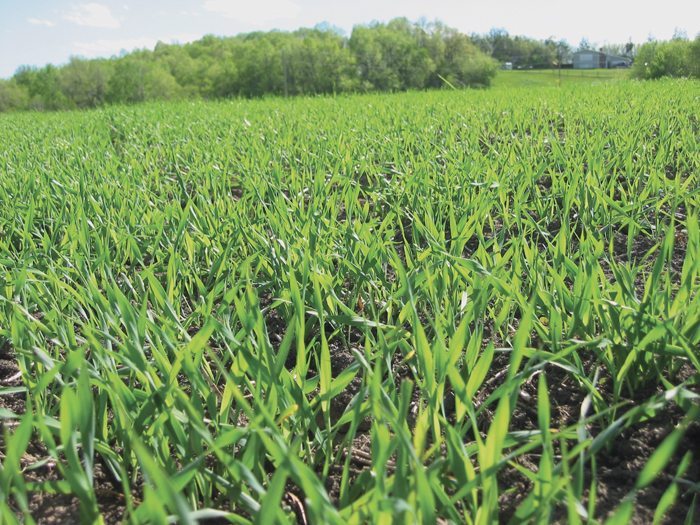 Winter Cereals Manitoba announces wheat project funding