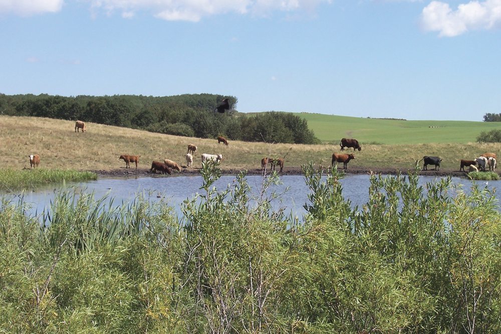 Pasture water needs testing before livestock heads out