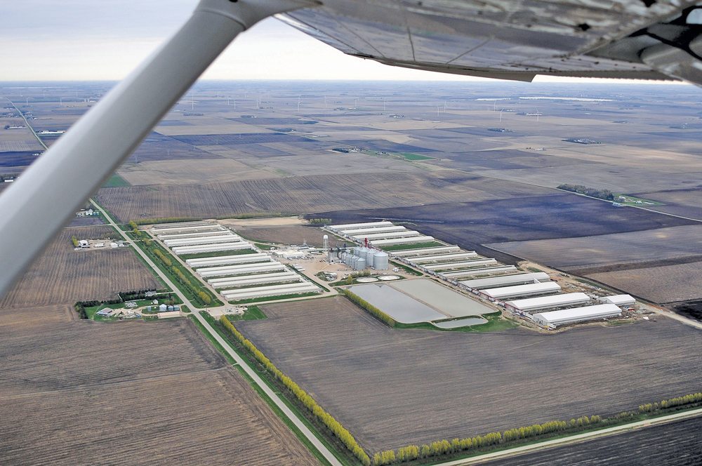 How poultry is raised may be contributor to bird flu virus