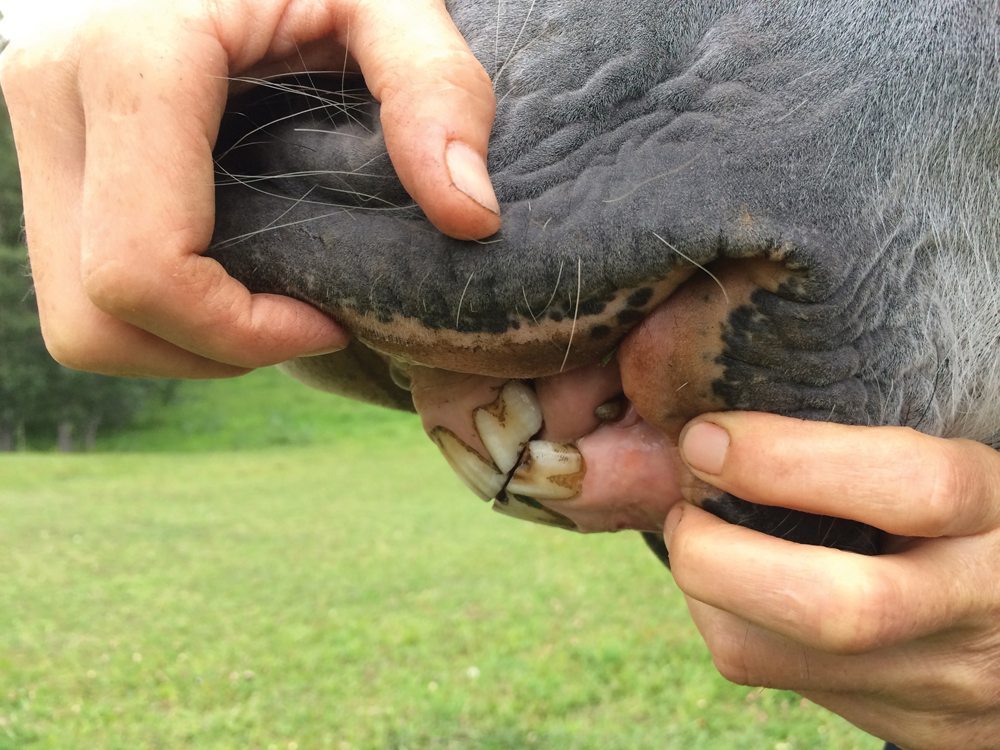 Can You Tell How Old A Horse Is By Looking At Its Teeth 