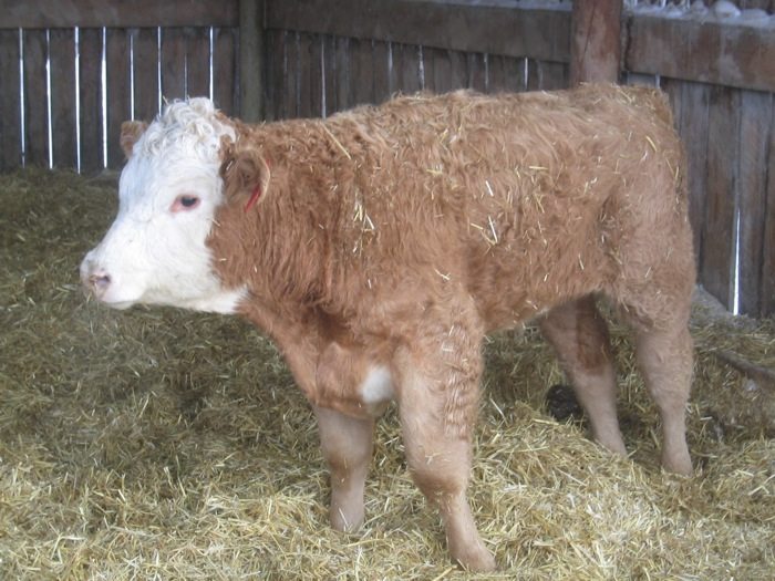 Watch for newer respiratory diseases in beef cattle