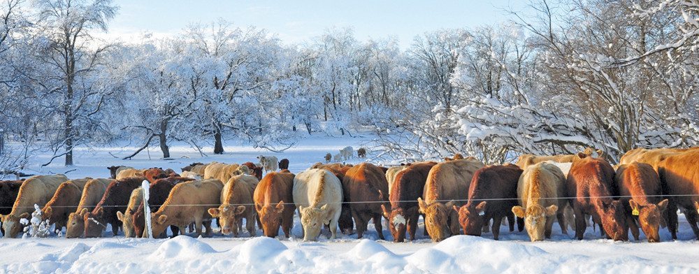 A report conducted by AAFC, Environment Canada and the Beef Cattle Research Council depicts a number of positive outcomes stemming from improved production efficiencies in the Canadian beef sector.