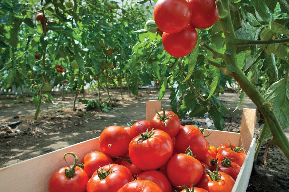 Wild tomatoes show better pest defences than conventional