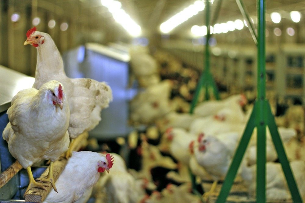 Dairy, poultry producers pressure government on border issues