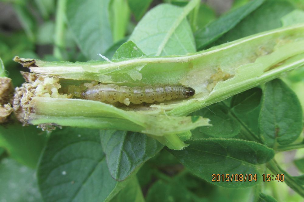 Corn borers develop taste for potatoes Manitoba Cooperator