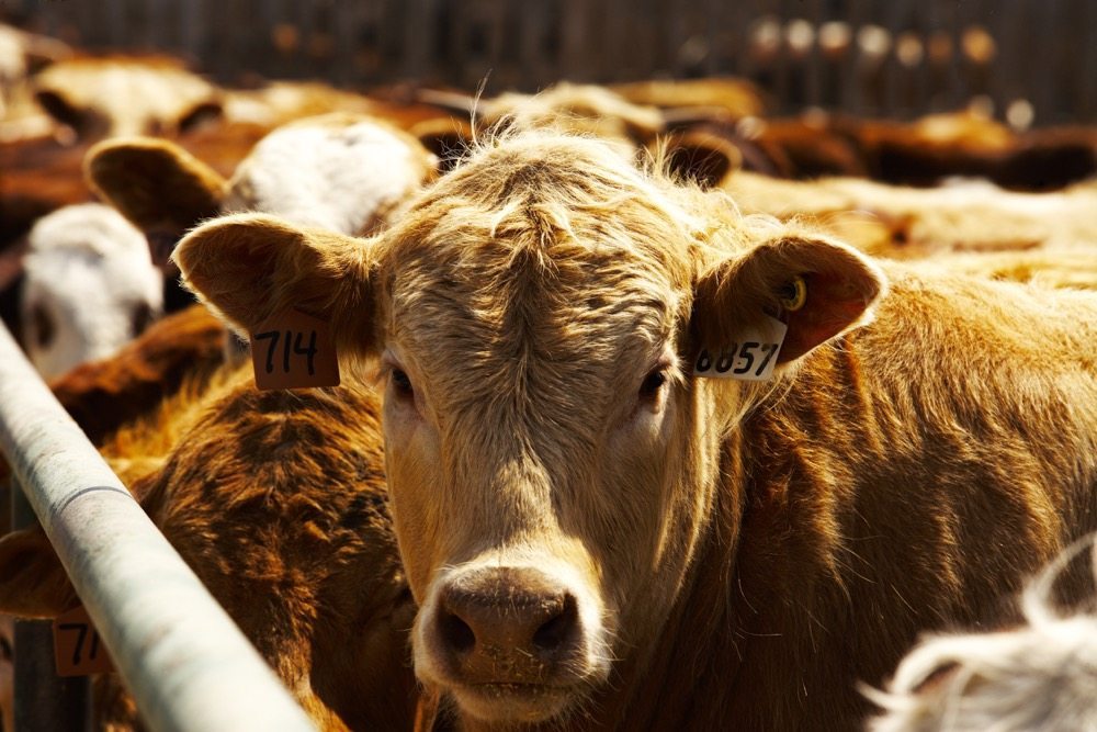 the-pros-and-cons-of-hormone-free-beef-programs