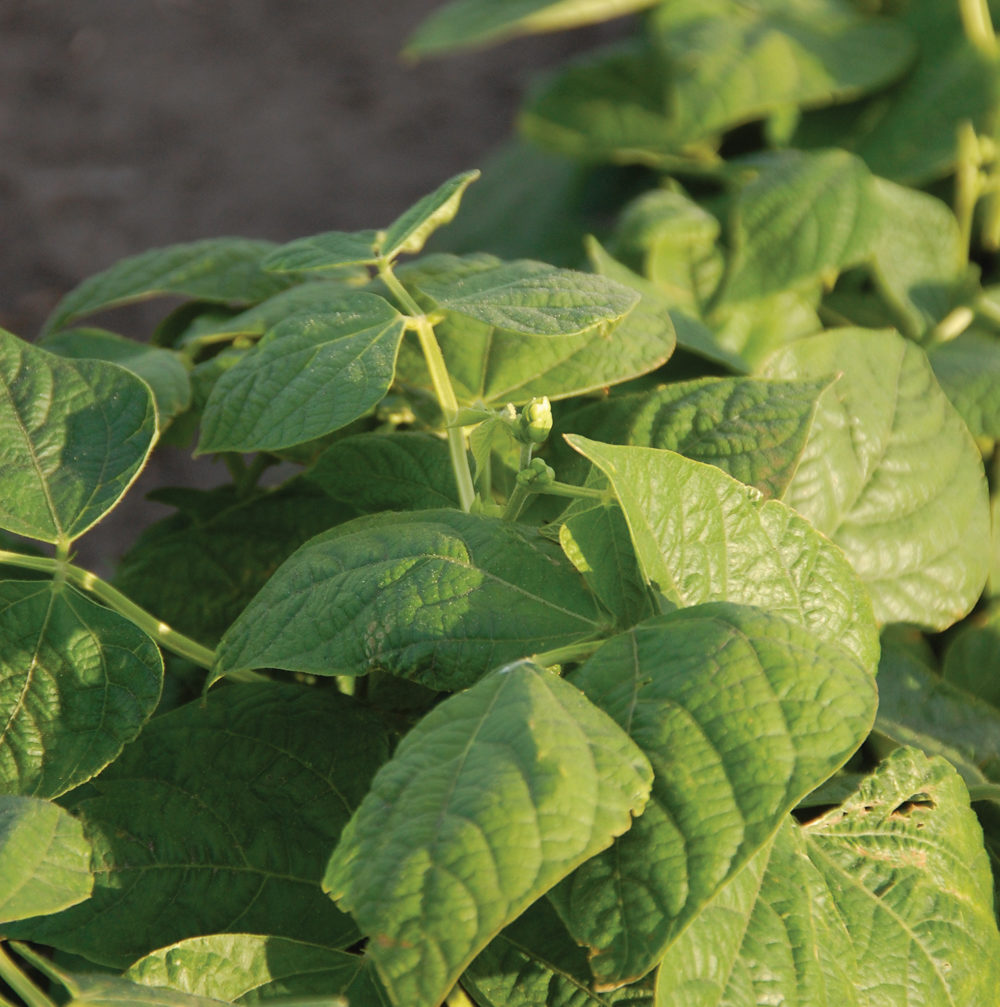 Edible bean acres down but yields have increased Manitoba Cooperator