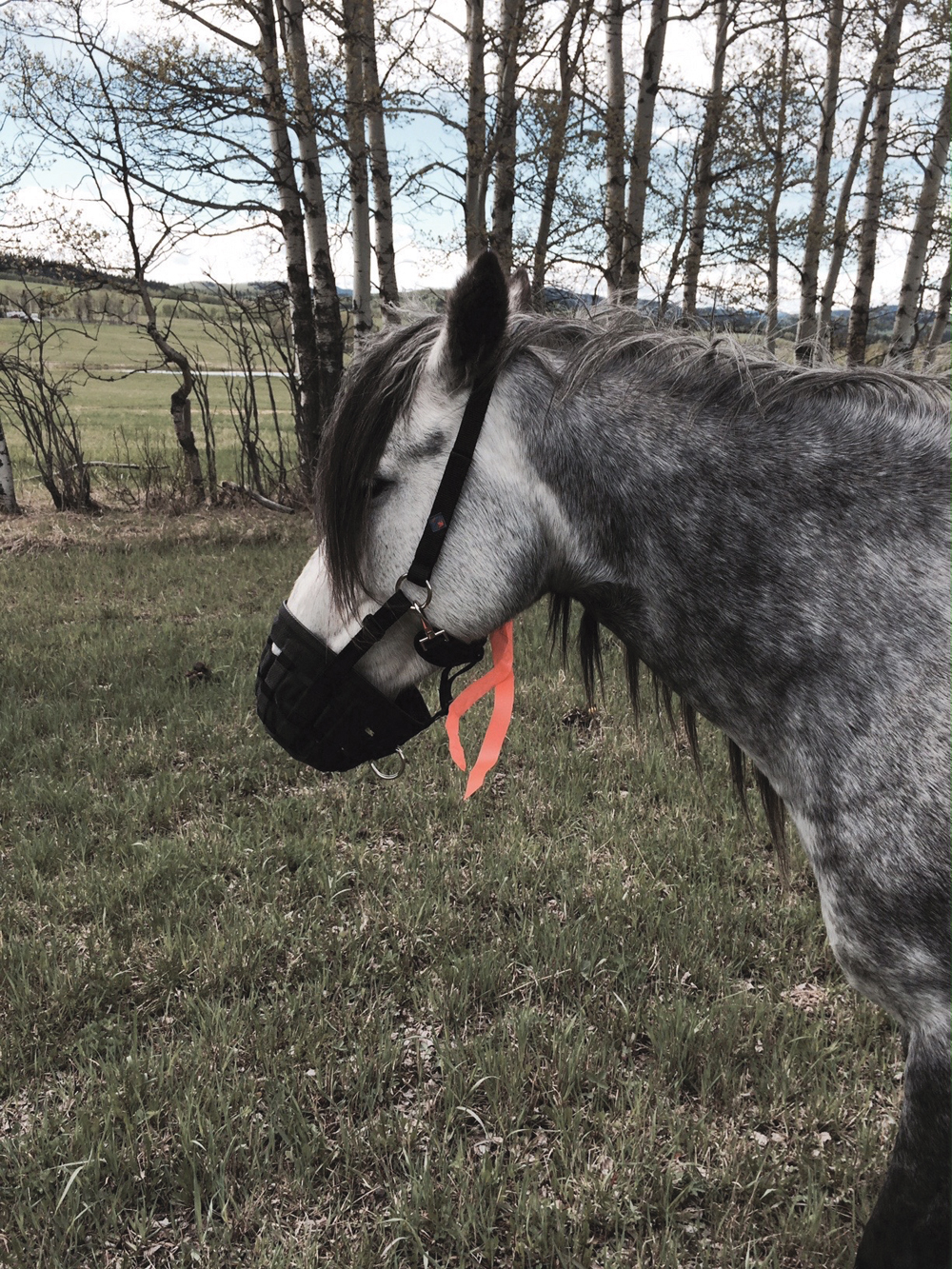 Management strategies for using grazing muzzles Manitoba Cooperator