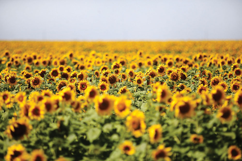 manitoba s sunflower crop looks good but sclerotinia looms
