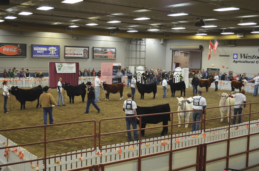 Brandon’s Ag Ex adds two national cattle shows to event