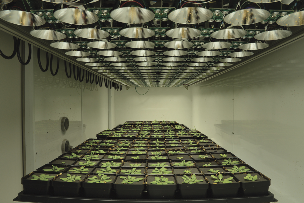 Growth chamber system ‘test drives’ new plant varieties