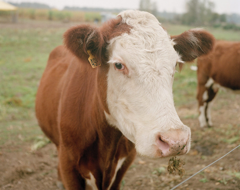 Cow antibodies may hold a key to fighting human disease