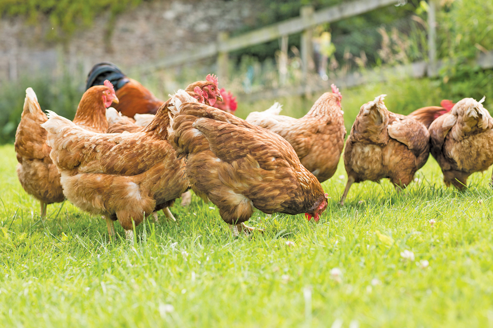 Small flock chicken producers quota appeal denied