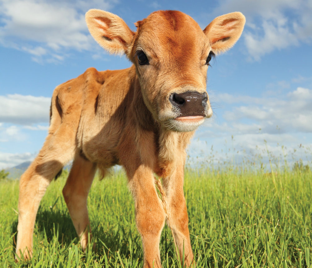 Beef 911: Vaccinating young calves Manitoba Co operator Beef 911: Vaccinating young calves Manitoba Co operator