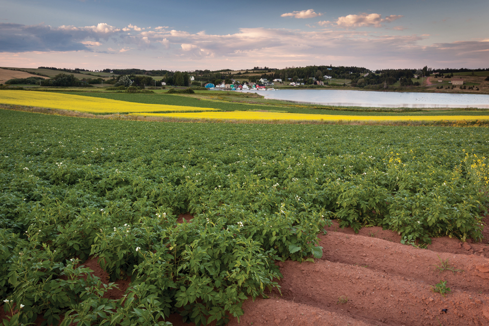 Most Canadian Farmers Saw Higher Farmland Values Manitoba Co Operator Prince Edward Island Saw The Largest Annual Increase In Country