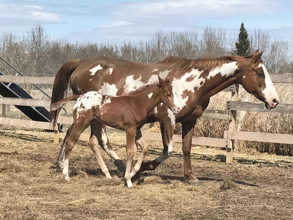 horse health care of the nursing foal