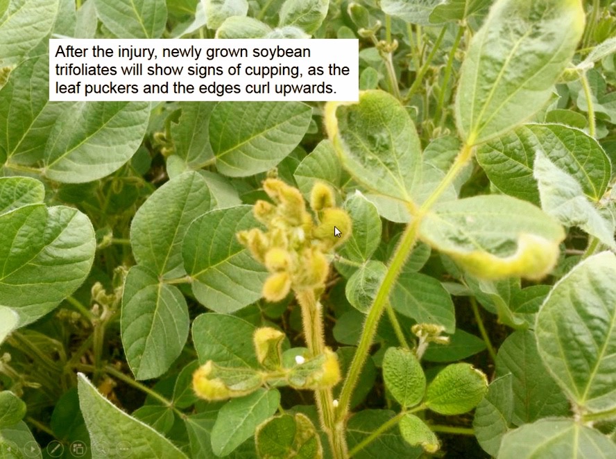 young crop damaged by dicamba drift