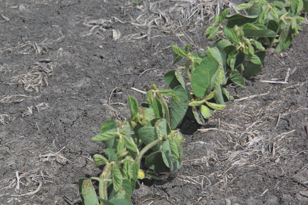 Arkansas moving closer to incrop dicamba restrictions Manitoba Co