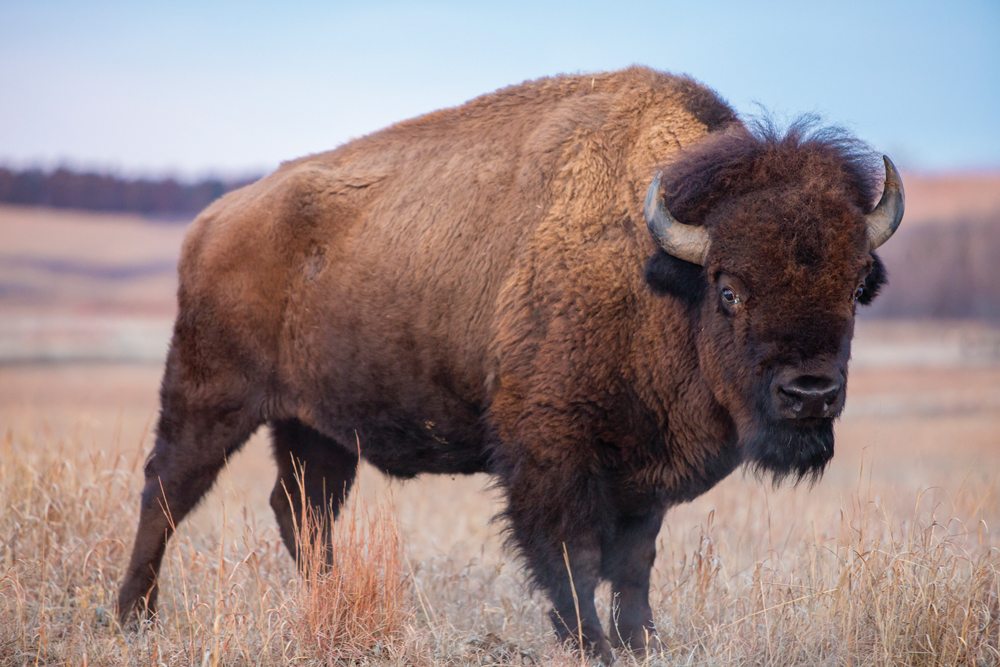 Canadian Bison  Association releases 2022 census survey