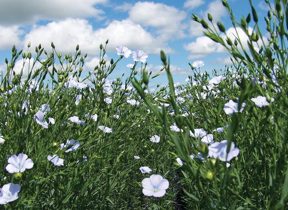 flax council of canada clarifies its transition manitoba co operator