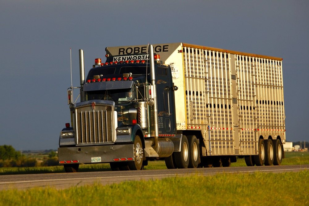 Product for reducing cattle shrink during transport worth considering