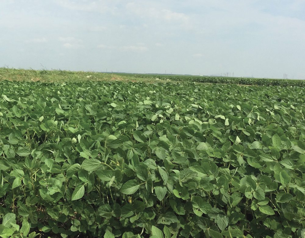 Having an effective crop rotation plan can yield you benefits