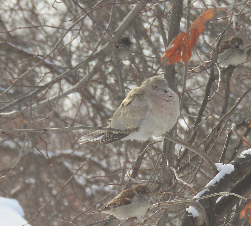 Invasive birds — some others not Manitoba Cooperator