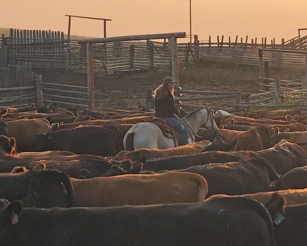 Cattle handling facilities don’t have to be fancy to be CRSBready