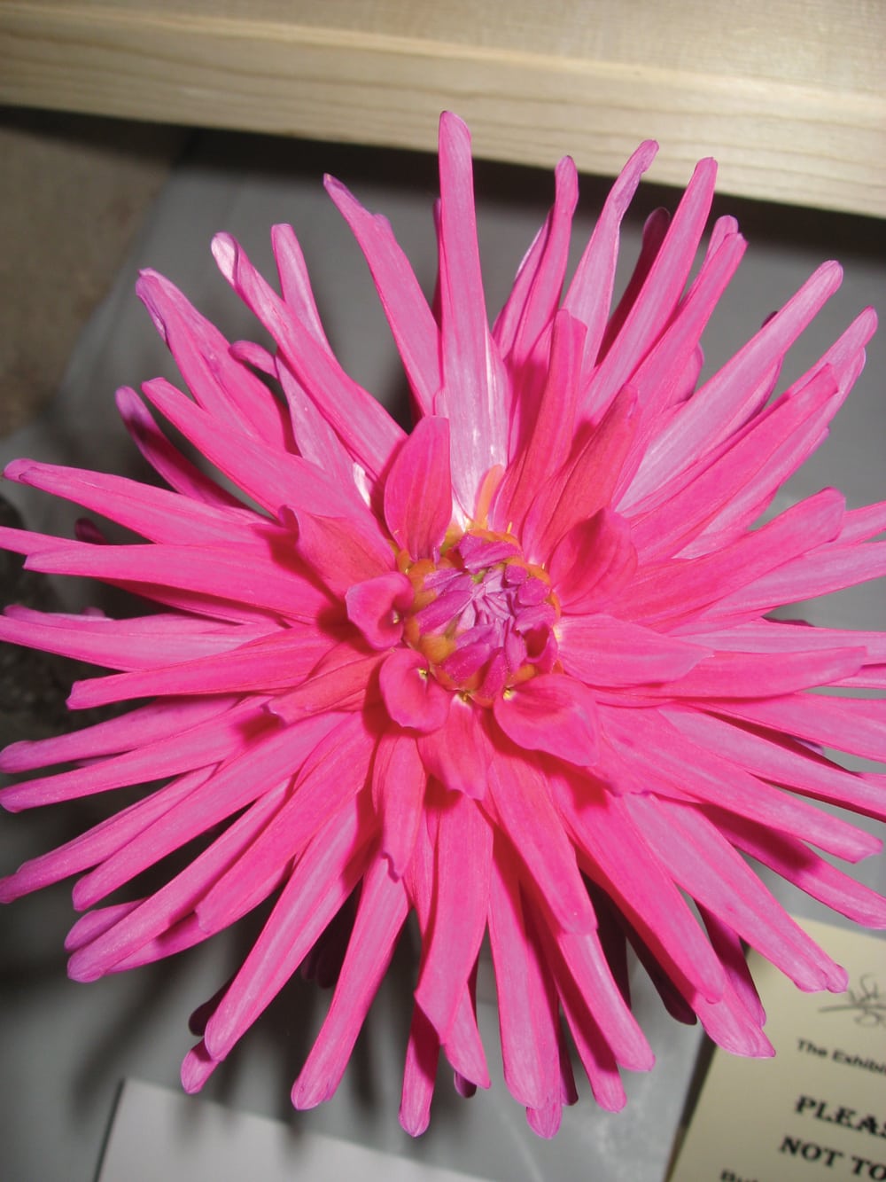 A cactus dahlia bloom