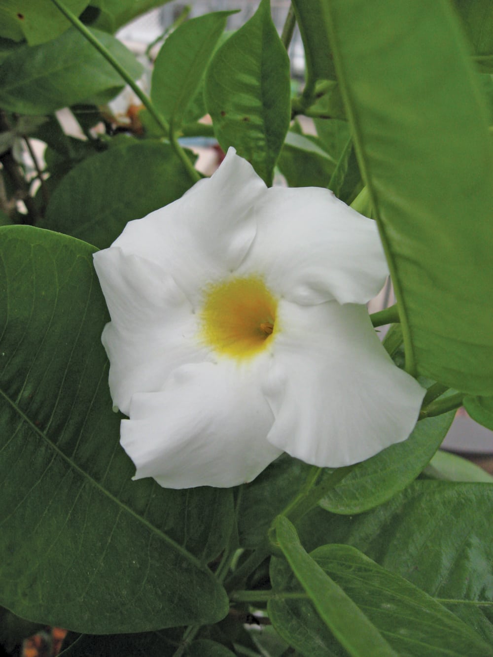 Mandevilla — attractive for both foliage and flowers Manitoba Cooperator