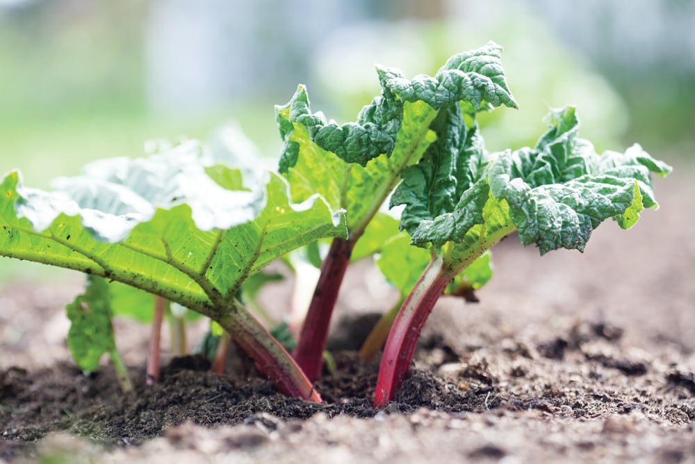 Make the most of rhubarb season Manitoba Cooperator