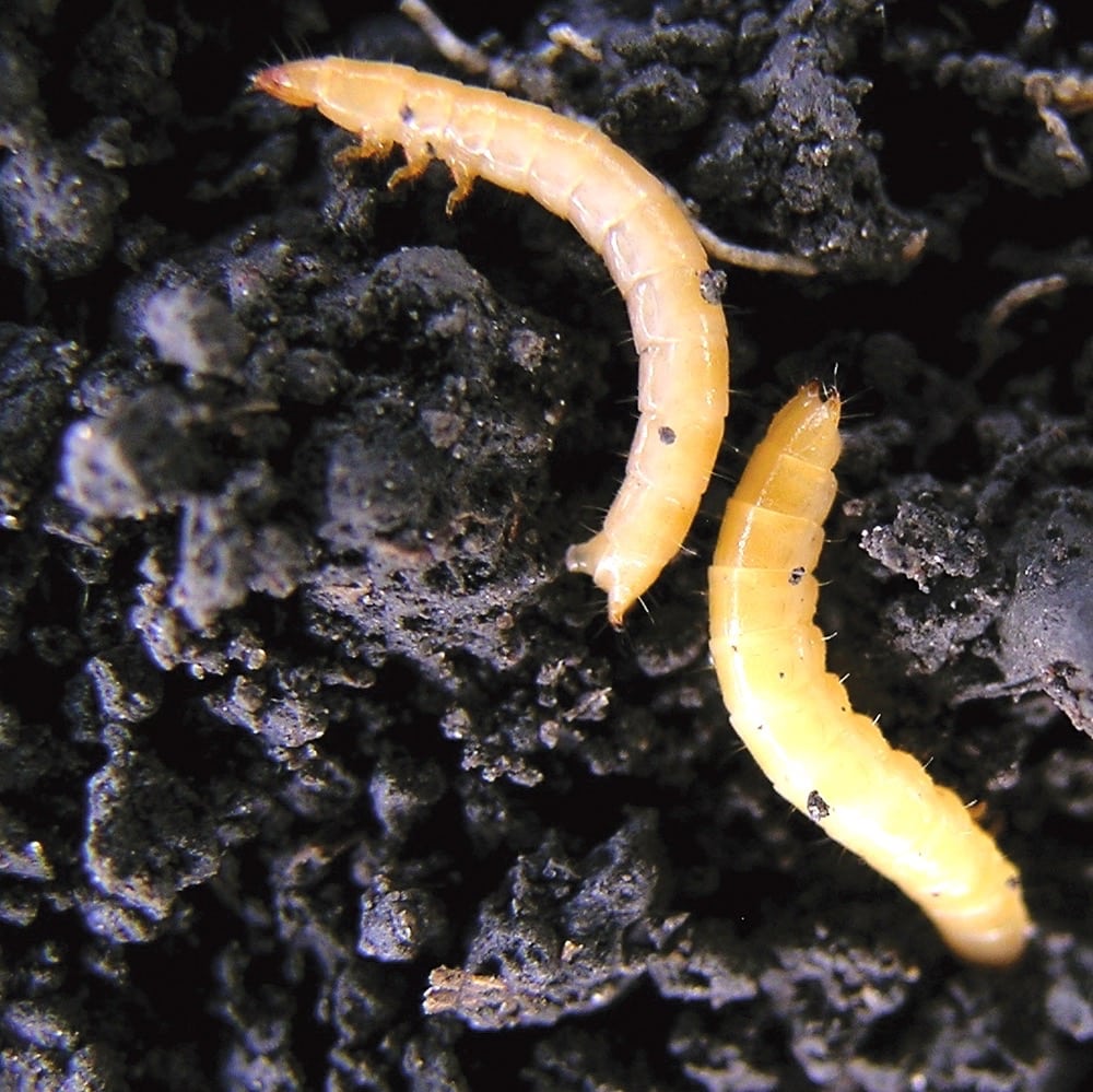 How to tell if you have cutworms lurking beneath the soil