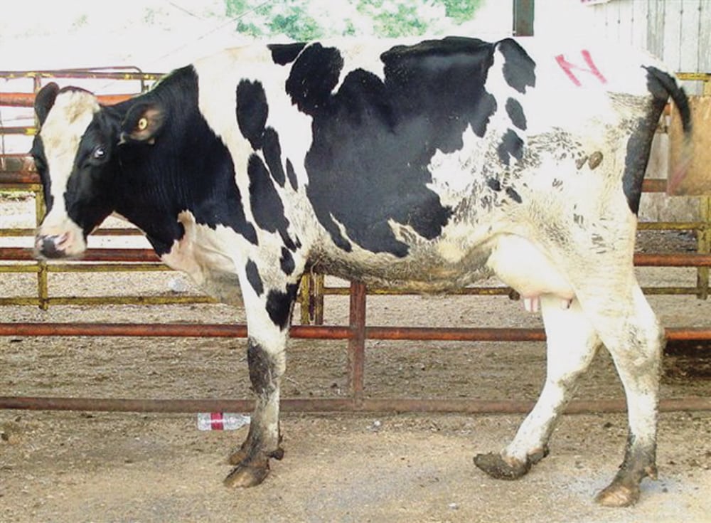 Vets call for better management of dairy culls Manitoba Cooperator