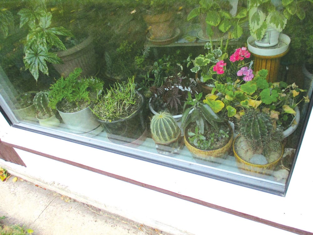 Don T Forget To Check Those Plants That Were Brought Indoors Plants Compete For E In Front Of A Sunny Window Photo Albert Parsons