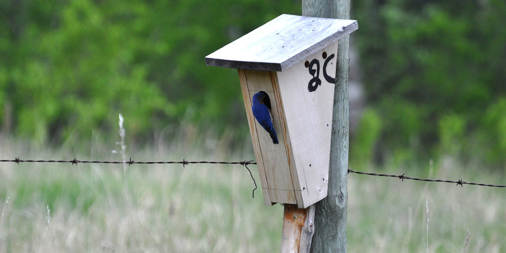 Building Birdhouses A Good Indoor Winter Activity Manitoba Co Eastern Bluebird House Photo Gamache Photos