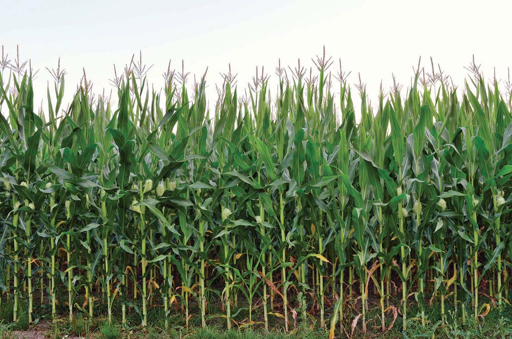 Headsup on preserving corn borerresistant corn Manitoba Cooperator
