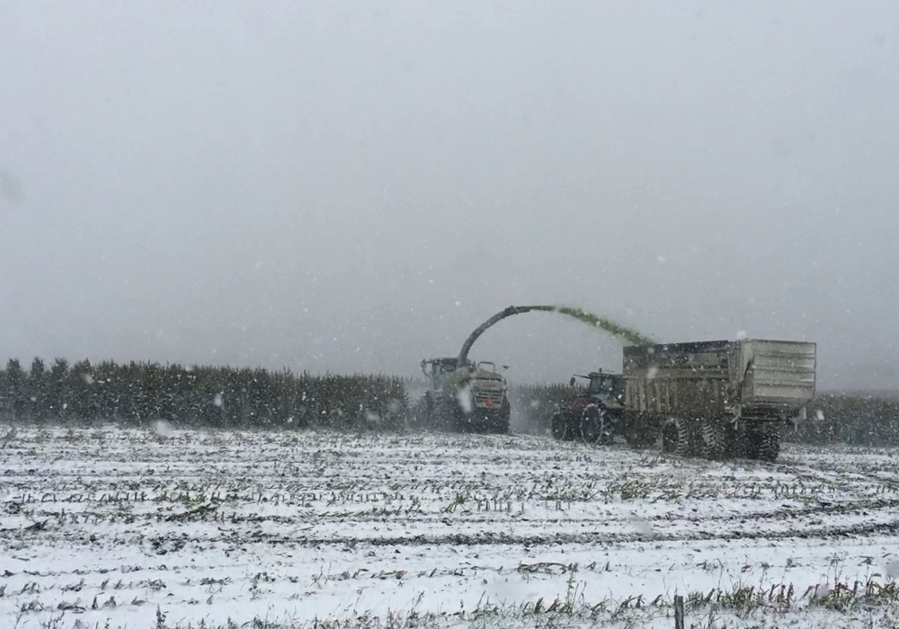 VIDEO Dashing through the snow, harvesting corn as we go Manitoba Co