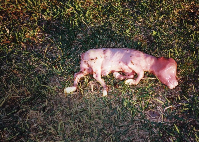 Causes of pregnancy loss in cattle