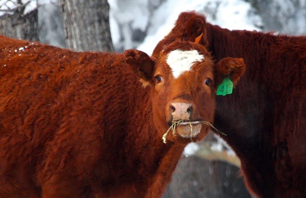 Vet Advice Sweet clover poisoning in cattle