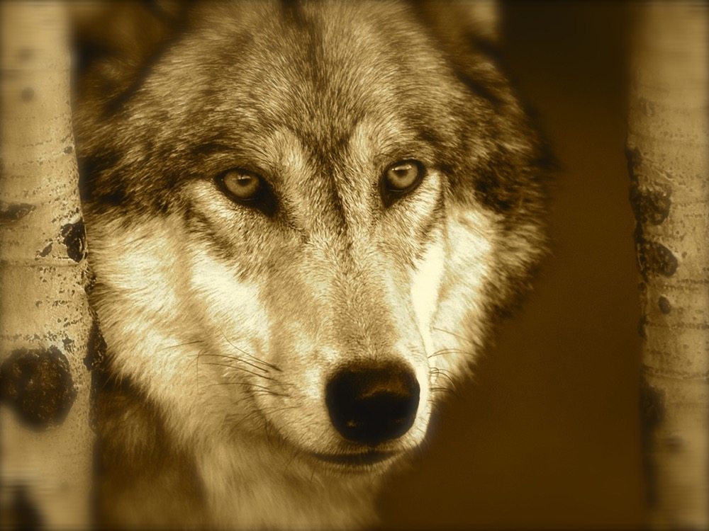 Our History The heaviest wolf ever recorded at High River